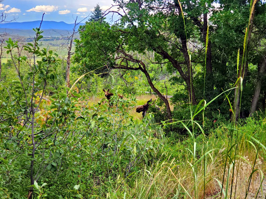 Moose Near the Trail