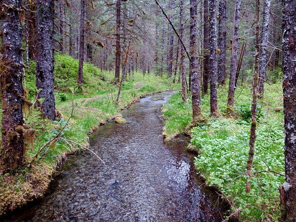 Trail Along a Creek