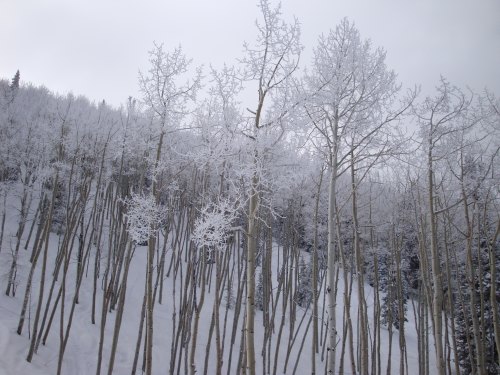 Powderhorn - Snow Covered Aspens