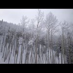 Powderhorn - Snow Covered Aspens