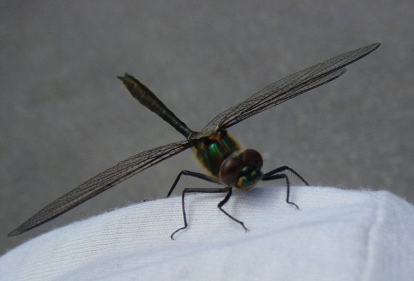 Dragon Fly