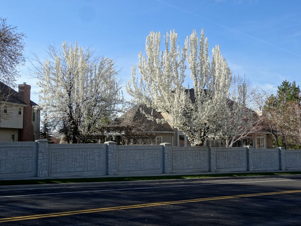 Big Cottonwoord Canyon Trail -Trees Along the Way