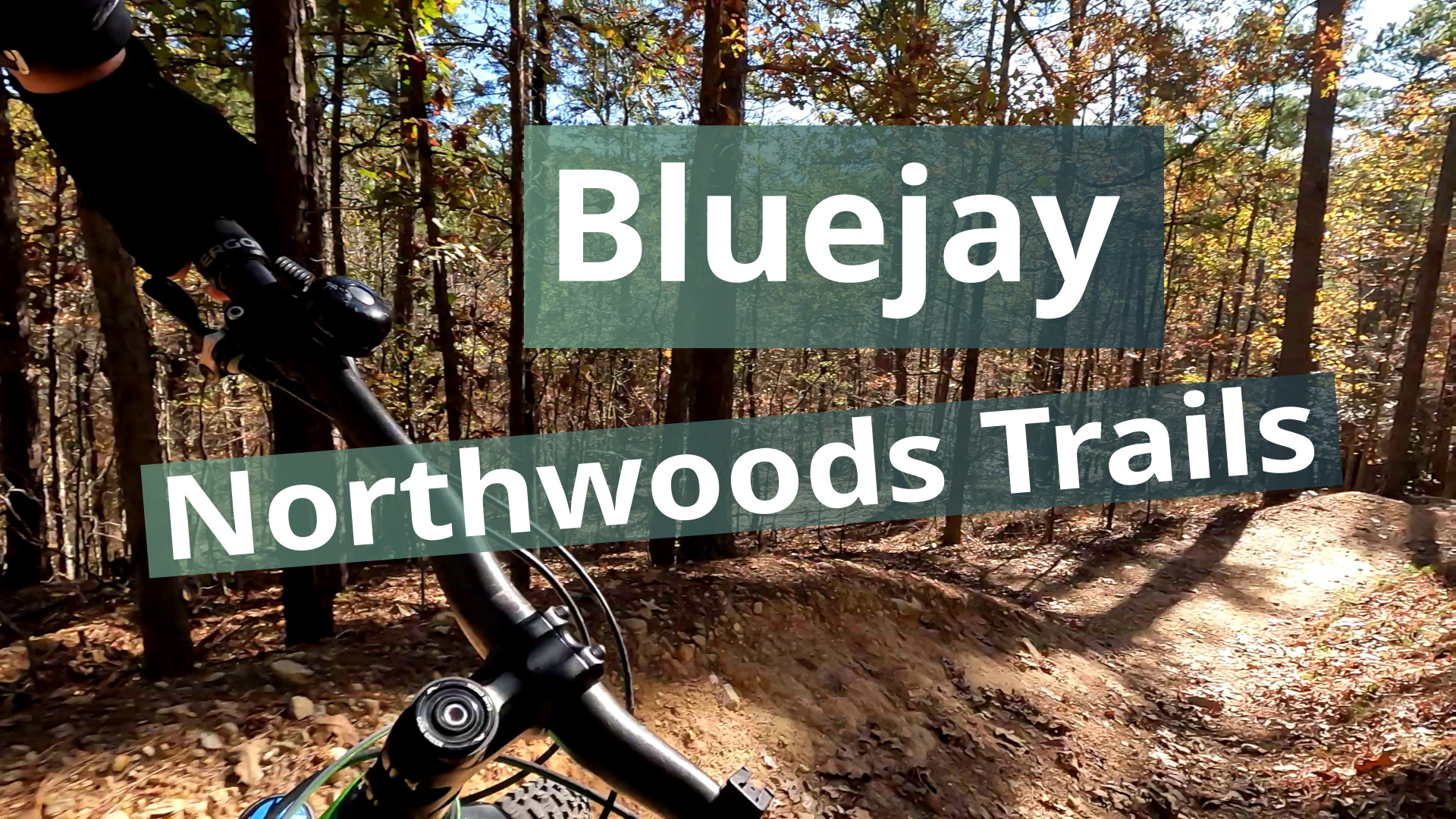 Bluejay Video Thumbnail