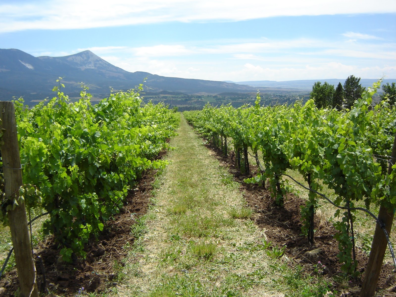 Stone Cottage Cellars - Vineyards