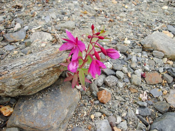 Red Flower