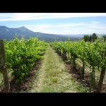 Stone Cottage Cellars - Vineyards