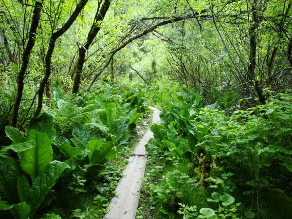 Trail Near the Begininng