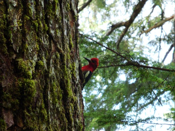 Red-Breasted Sapsucker