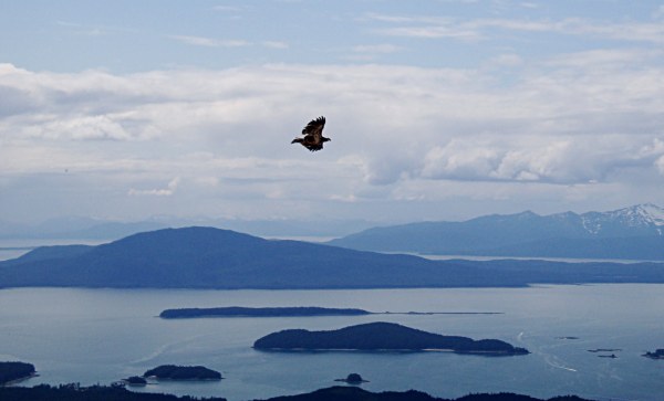 Thunder Mountain Hike 6-11 - 11 Juvenile Eagle In Flight