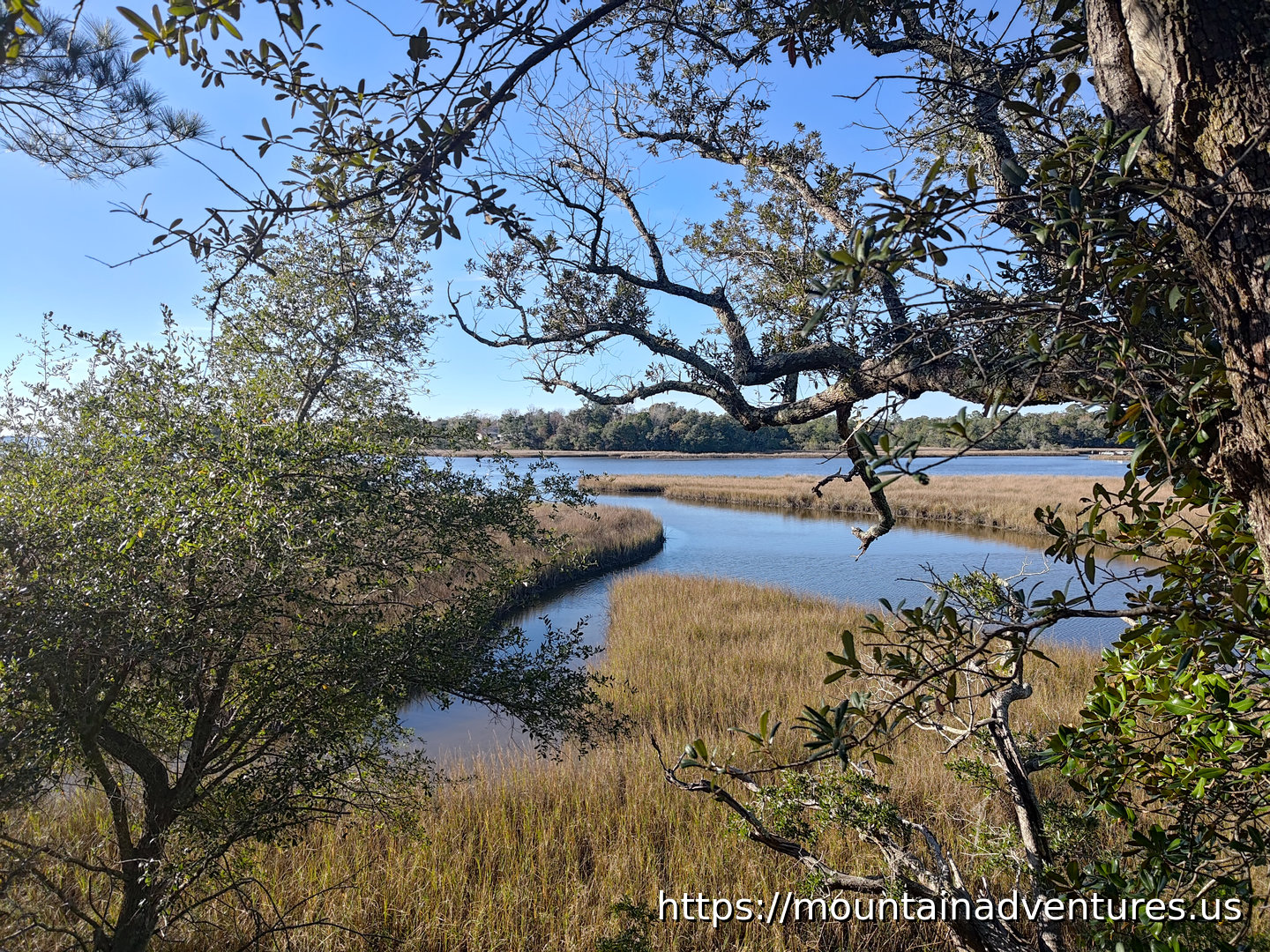 Trees, water and bayou by the visitor center