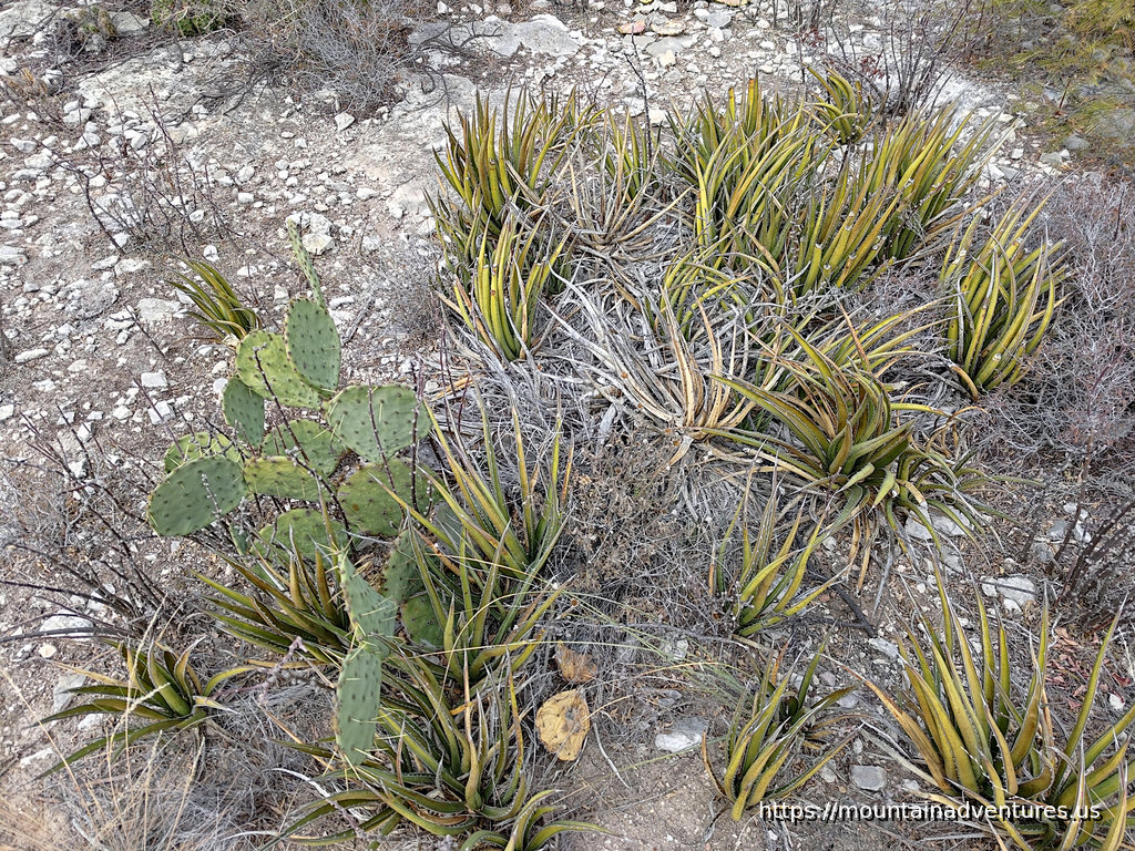 Cacti and Lechuguilla in Amistad National Recreation Area