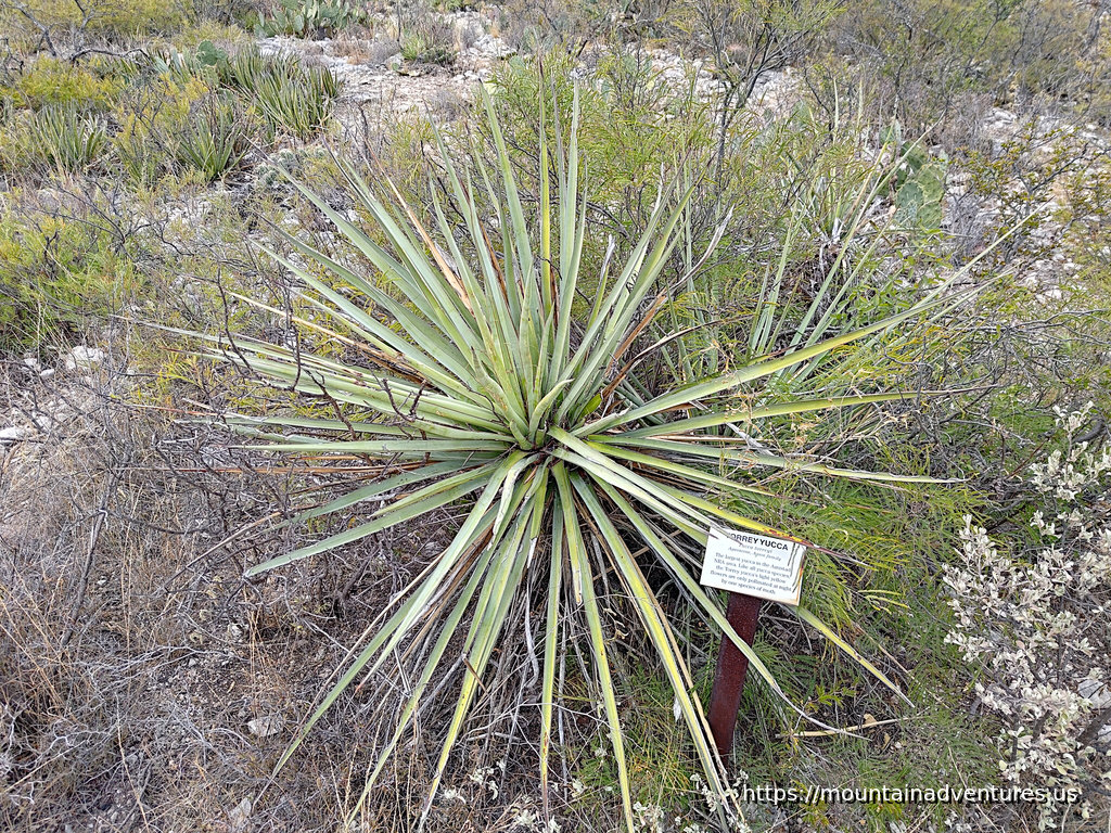 Torrey Yucca with Info Sign