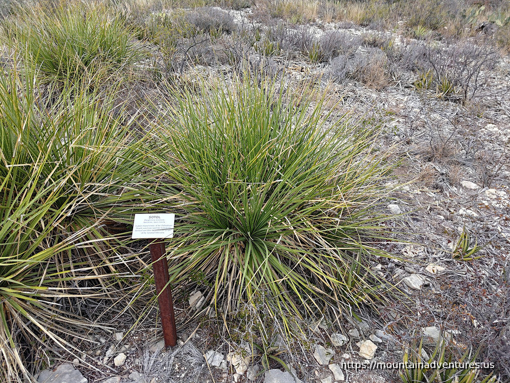 Sotol Plant with Info Sign