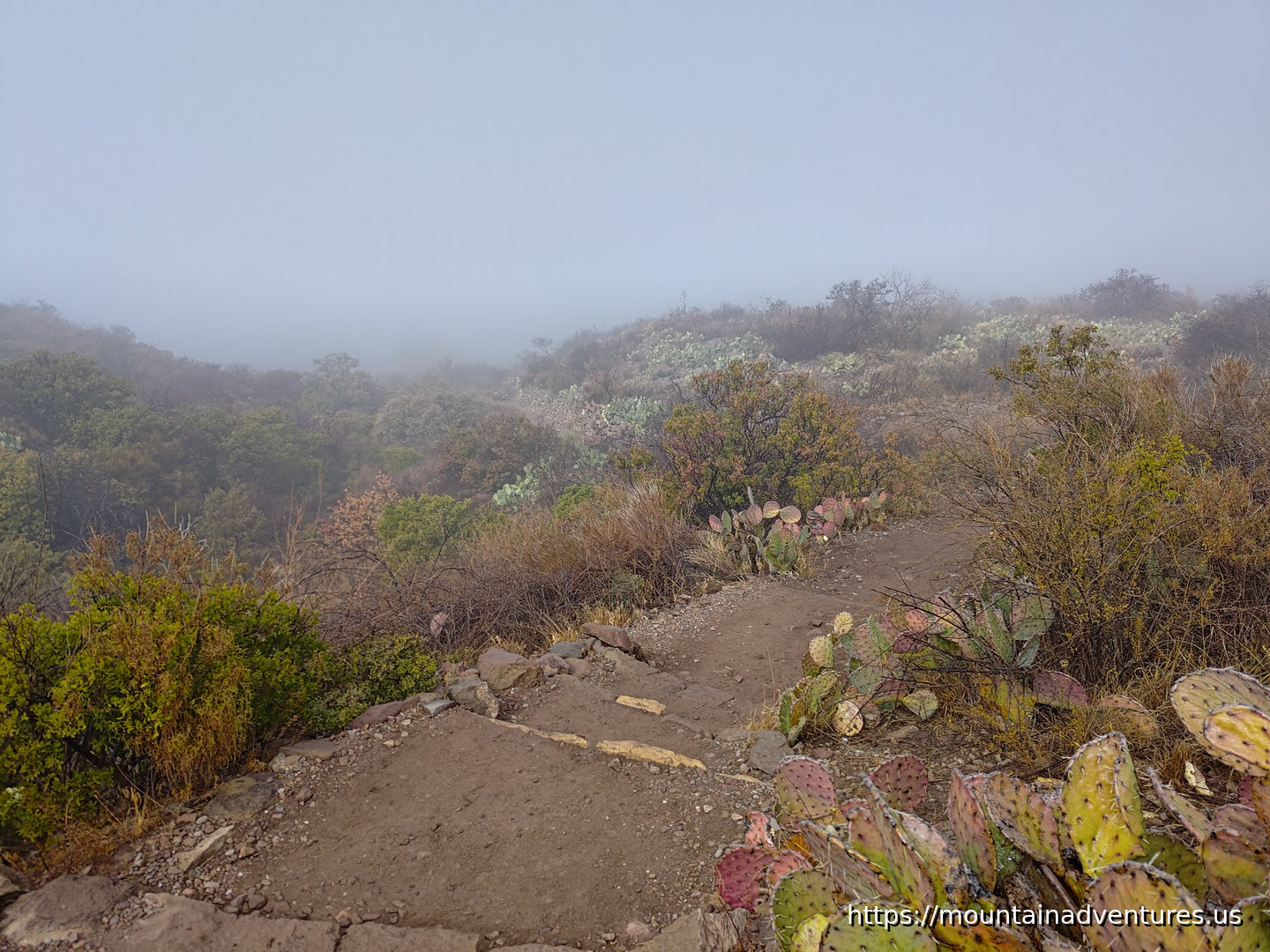 Foggy/Cloudy Trail with Desert Plants
