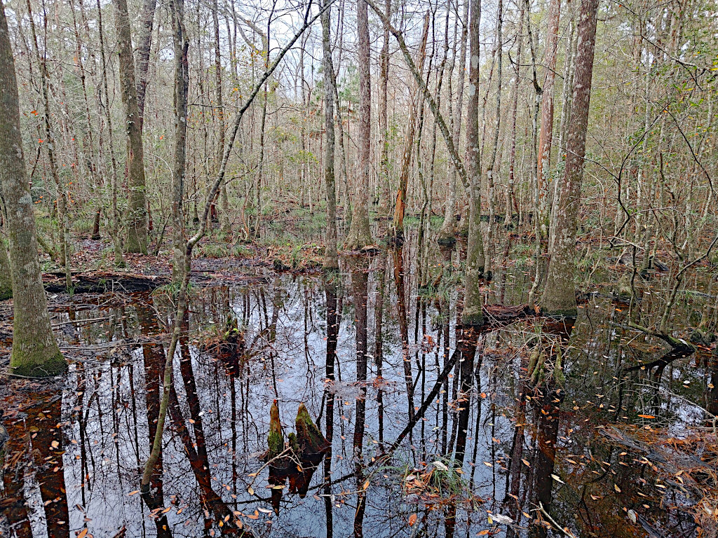 Turkey Creek Swamp