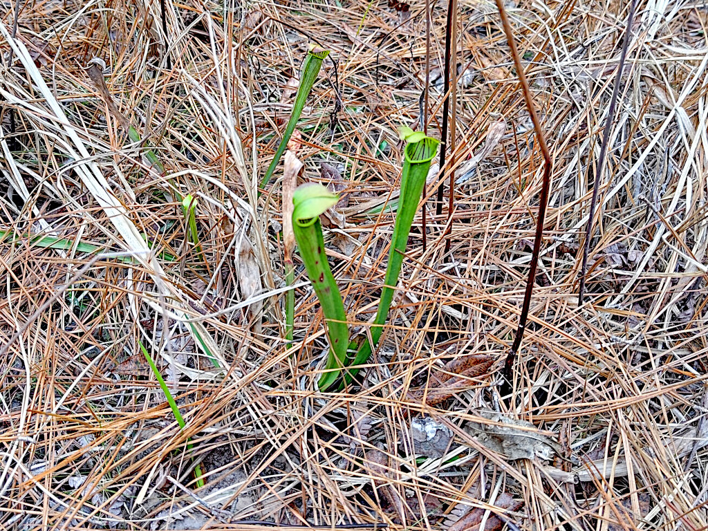 Pair of Pitcher Plants
