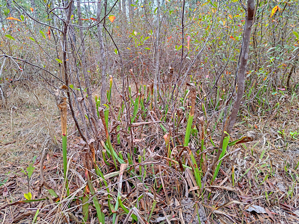 Sundew Trail Pitcher Plants in Bushes