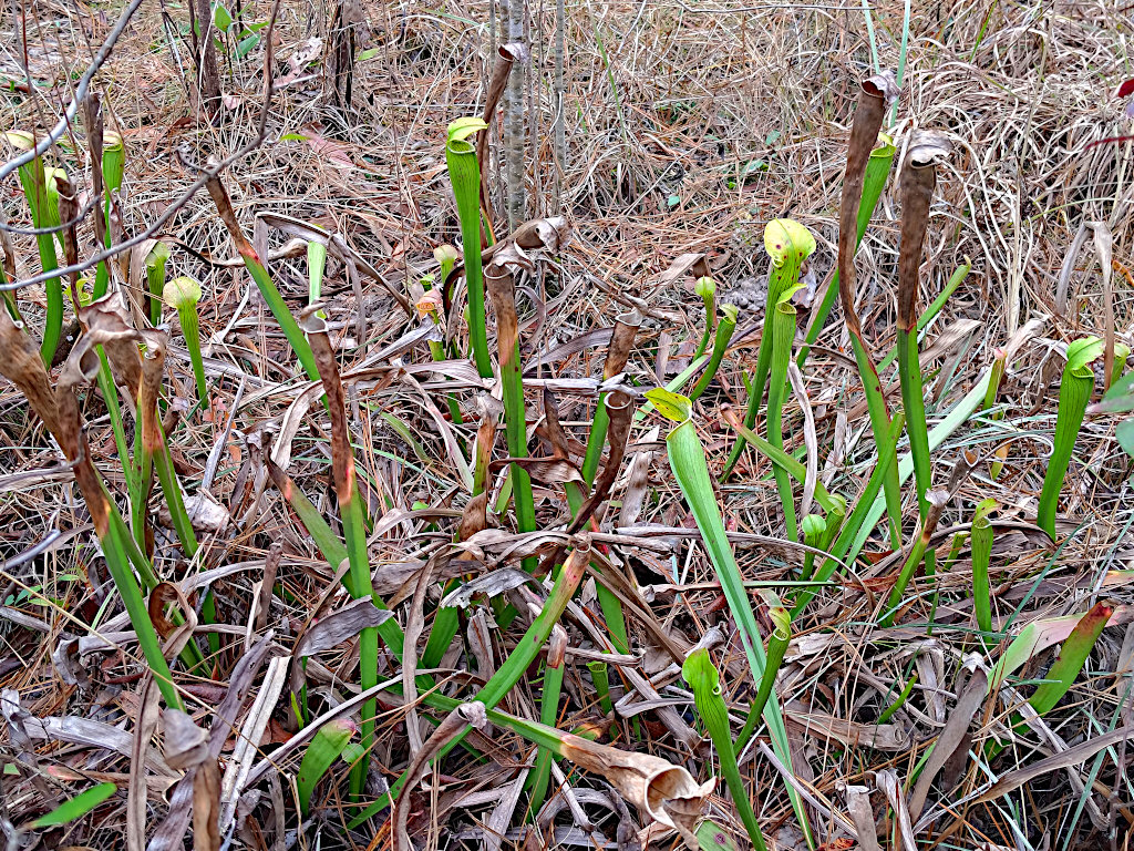 A Bunch of Pitcher Plants