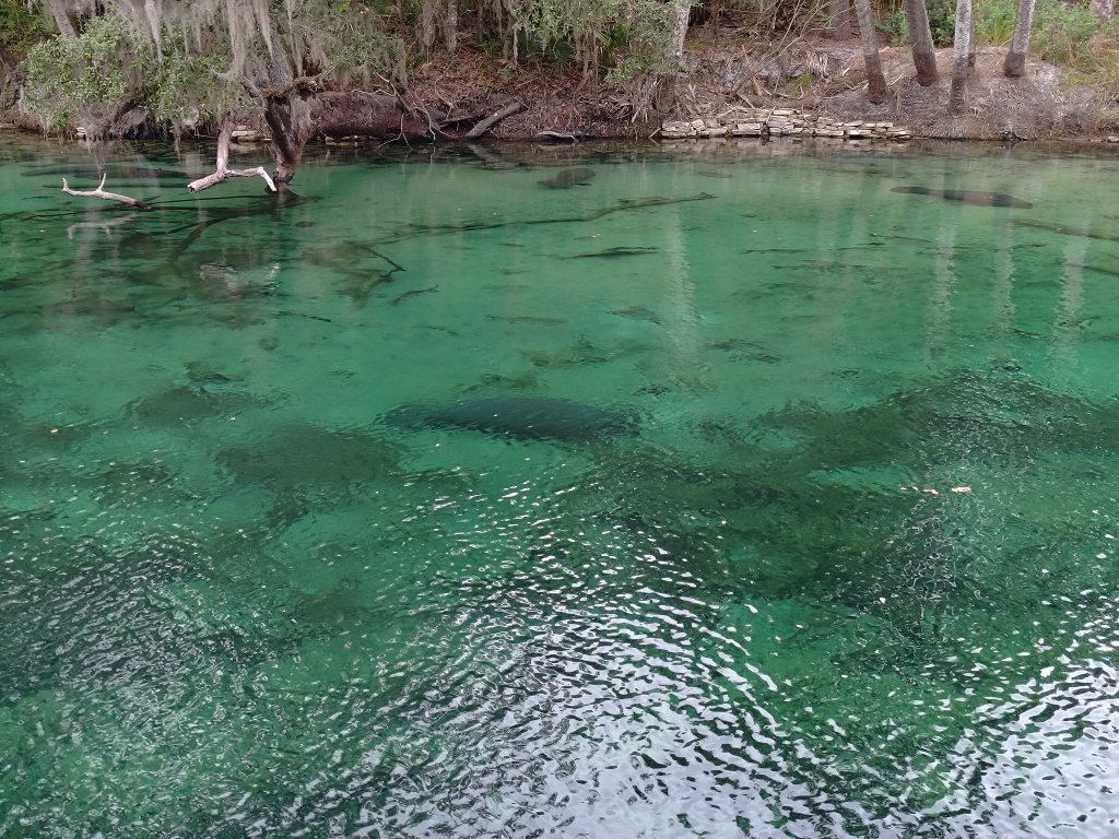 Blue Spring SP - Manatee in Clear Water