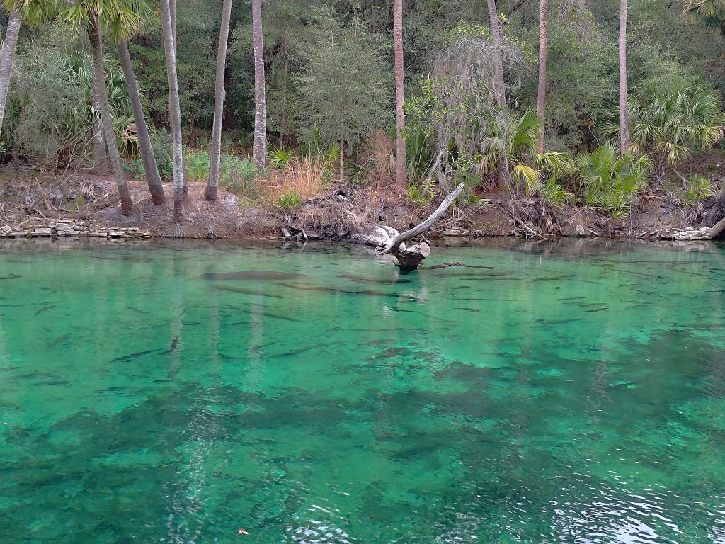 Blue Spring SP - Manatees in the Spring Run