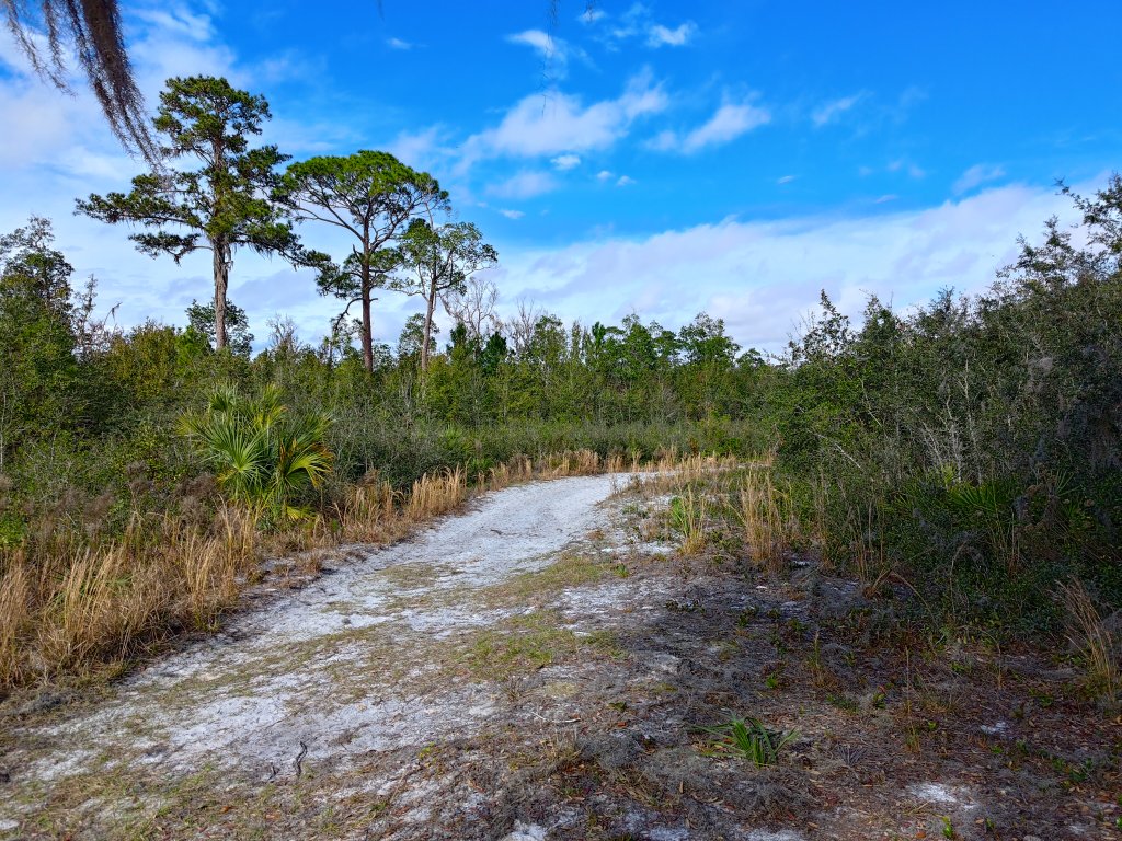 Blue Spring Florida SP Pine Island Trail