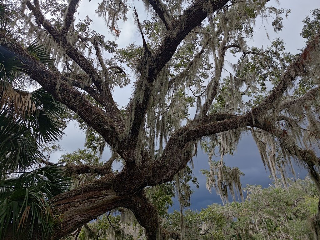 Blue Spring SP Dark Skies Behind a Tree