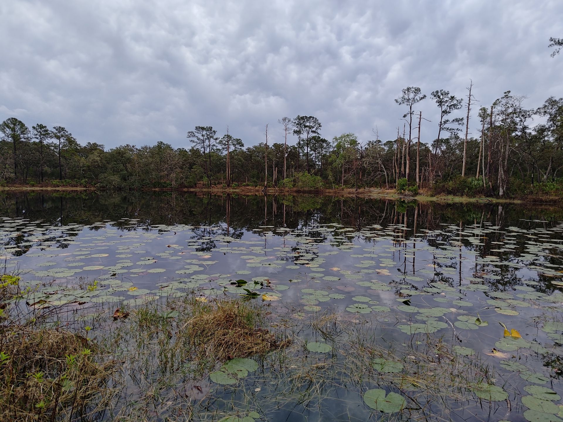 Dunns Creek SP - 34 Blue Pond Area