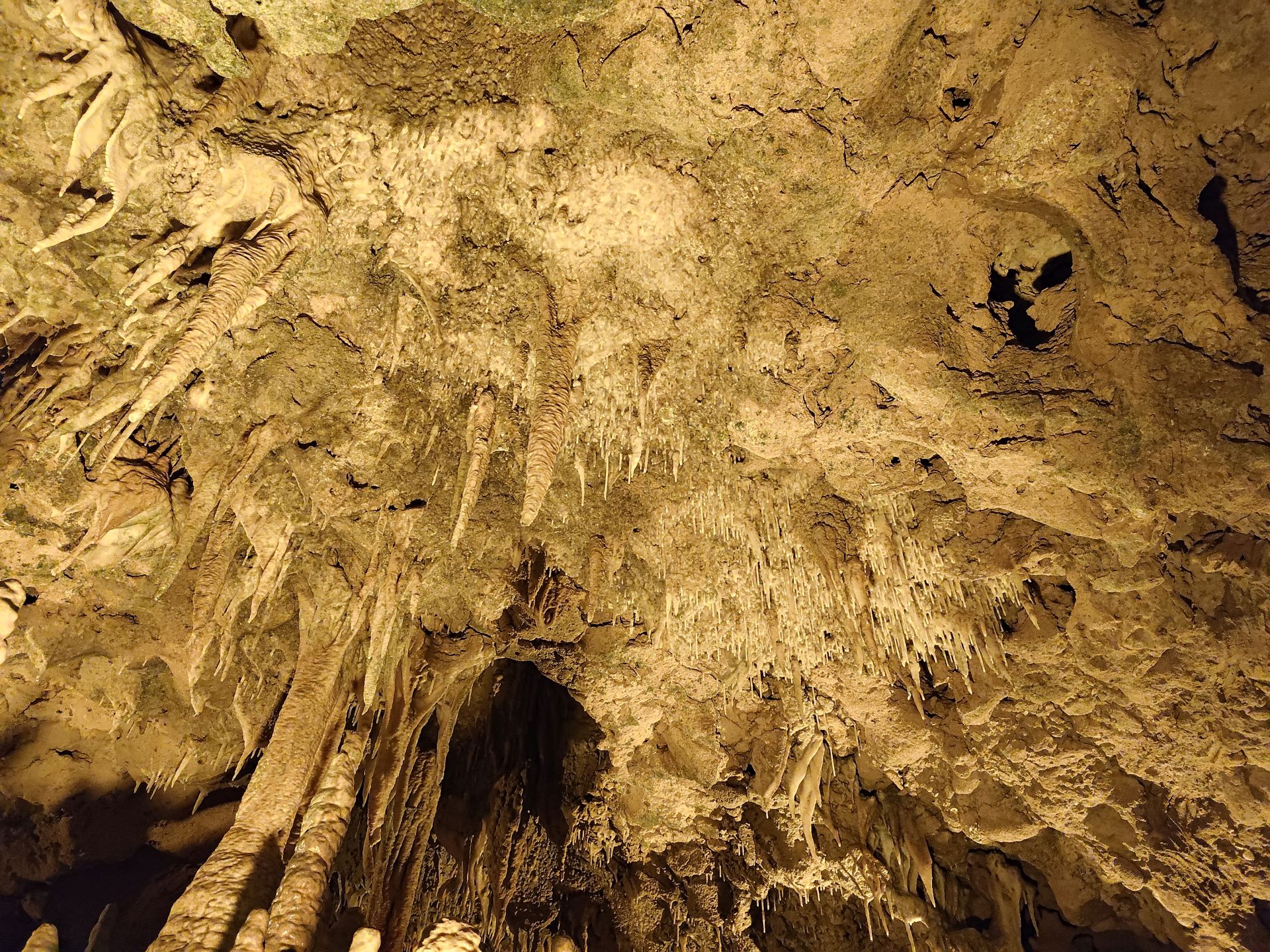 Florida Caverns SP Dec24 - 41