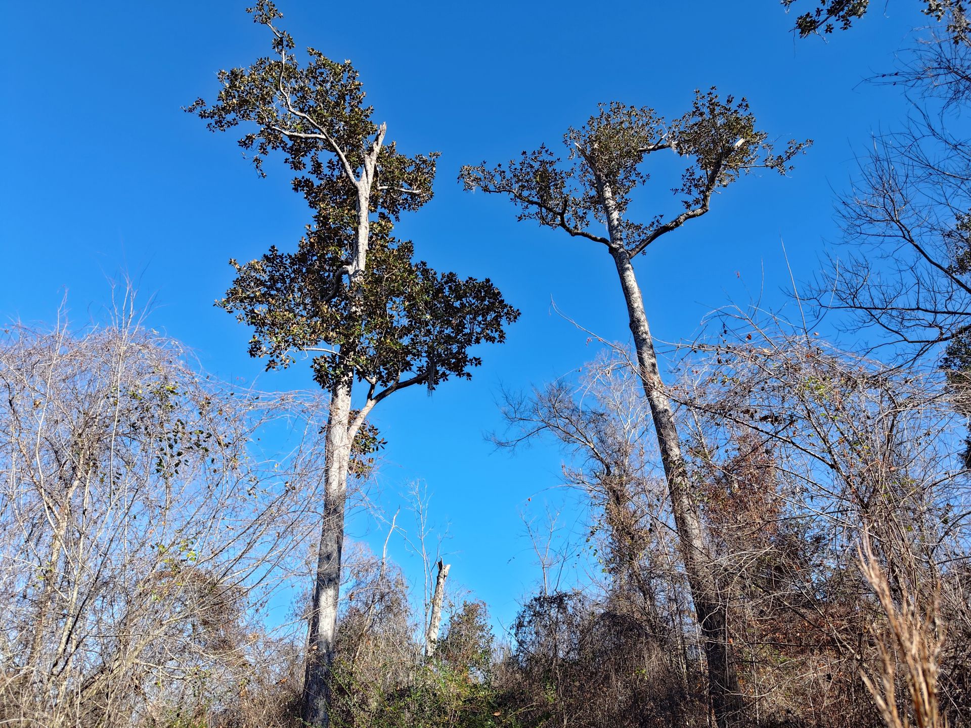 Beech Magnolia Trail hardwood forest at Florida Caverns State Park