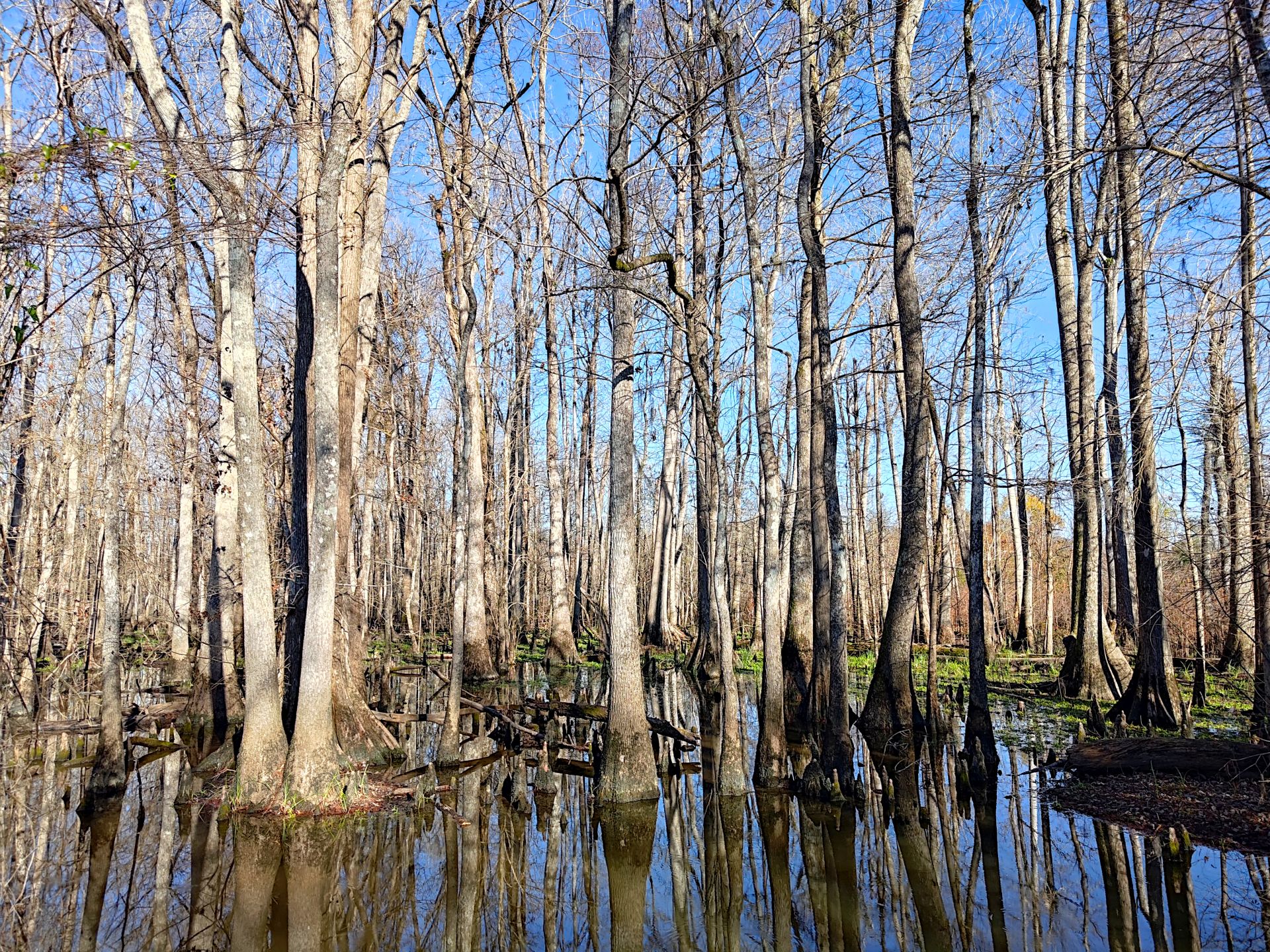 Cypress Tree Swamp Along the Road