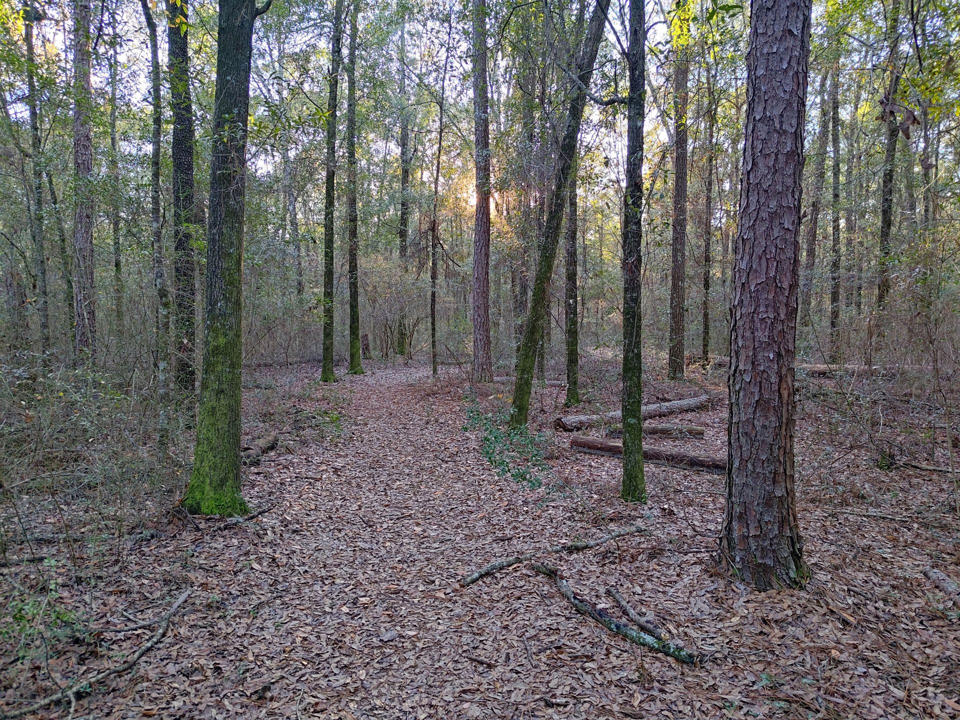 Forest on the Highest Point