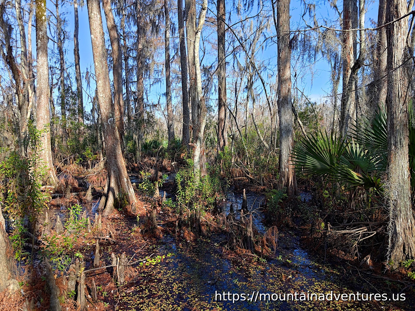 Cypress Trees Along the Trail