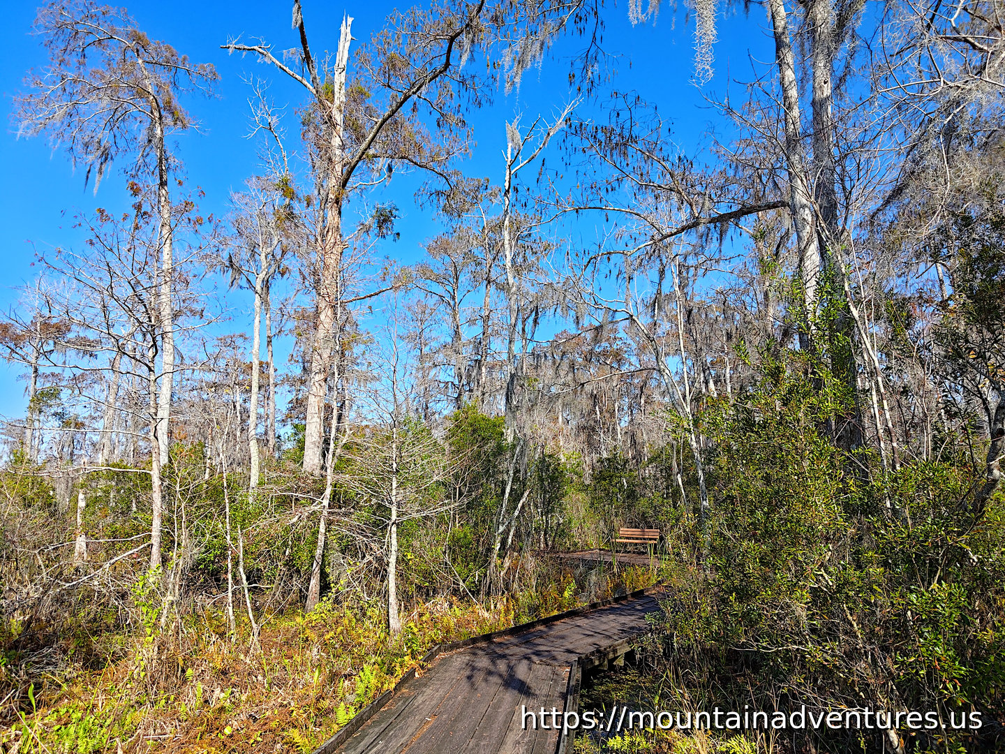 Boardwalk Through Cypress Trees with a Bench