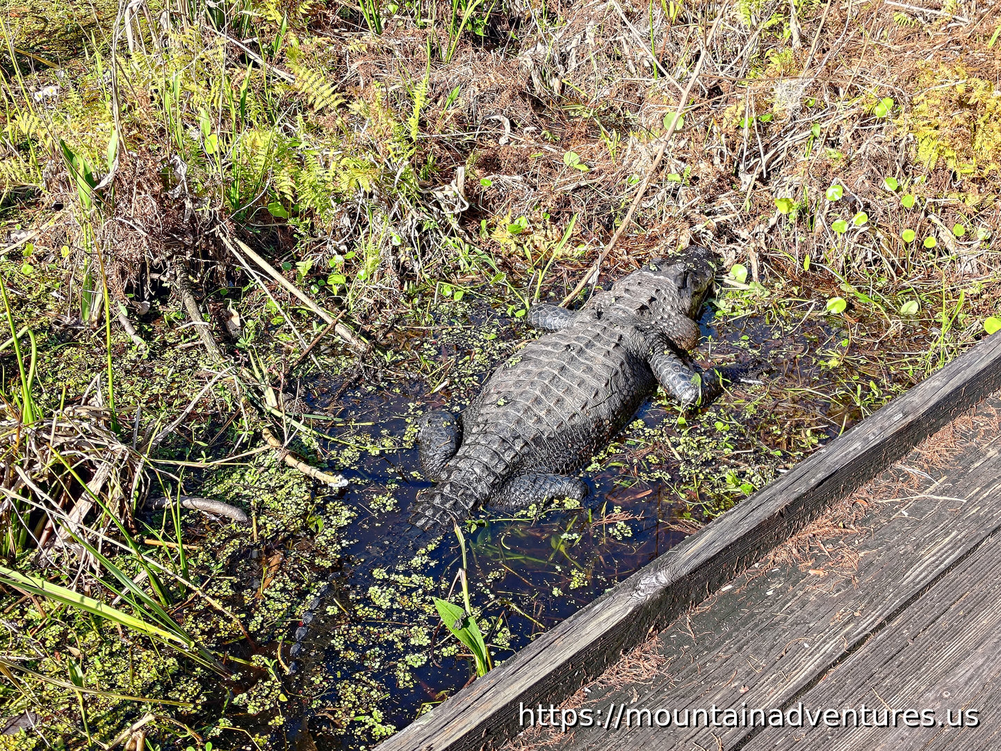 Alligator Next to the Boardwalk