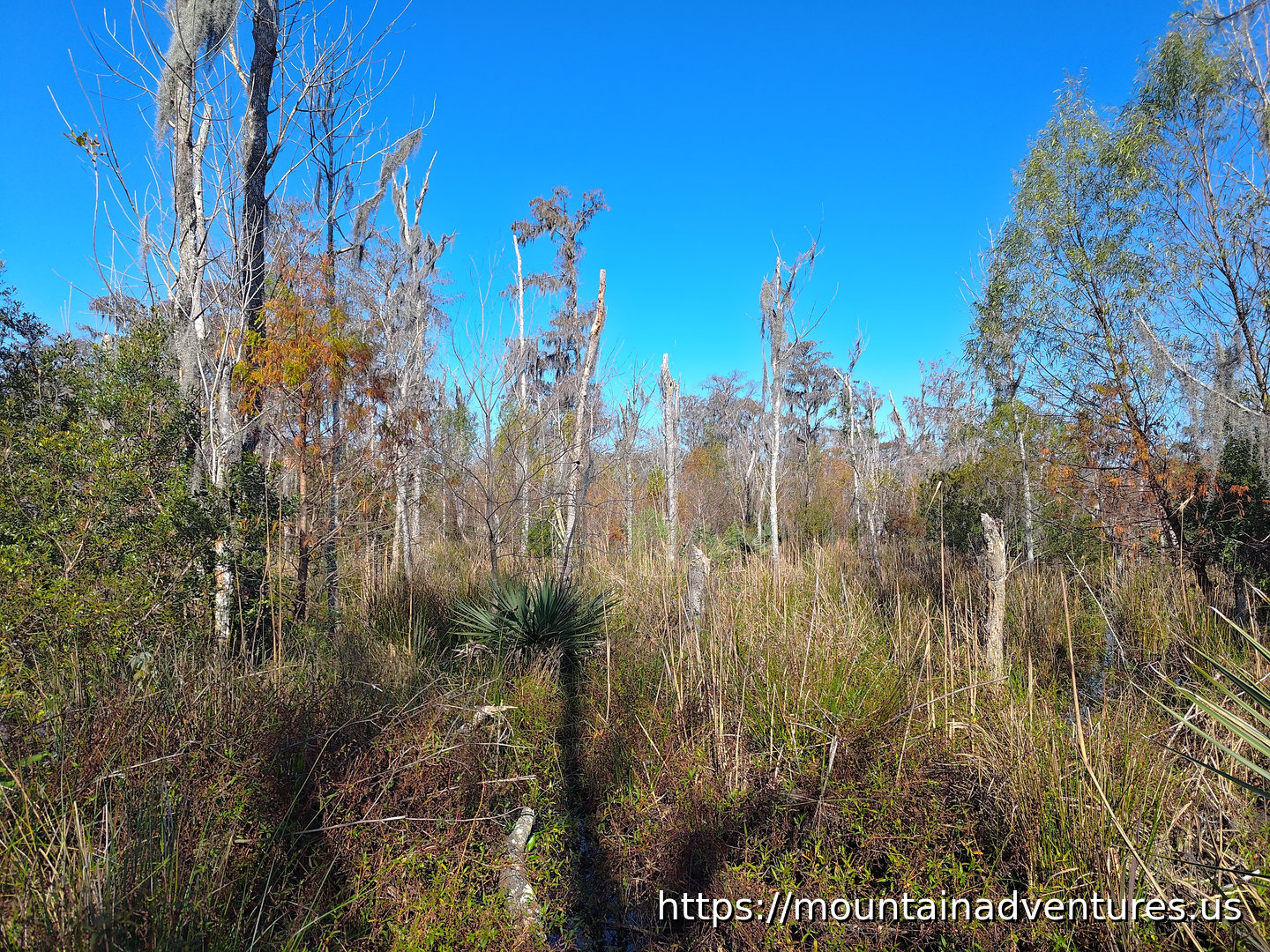 Tree and Bushes in a Swamp