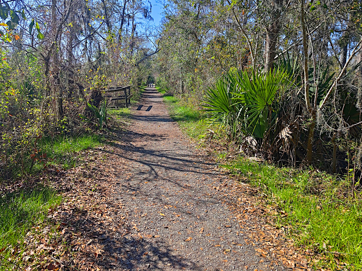Trail Through Palmetto Bushes and Cypress Trees