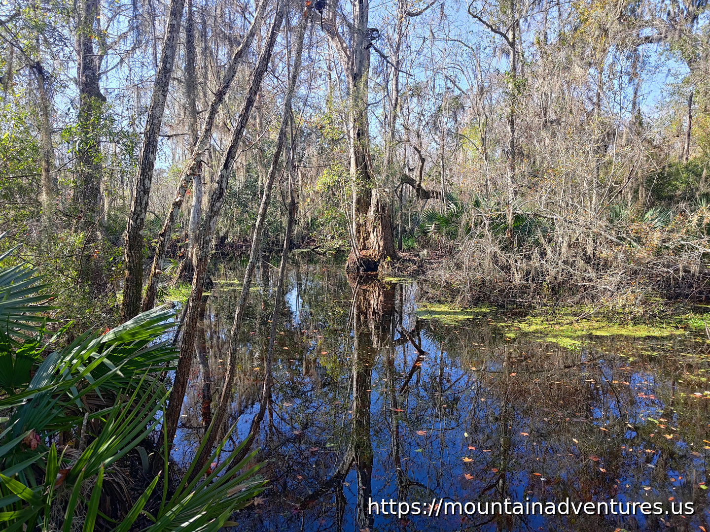 Cypress Trees with Their Reflection in the Water