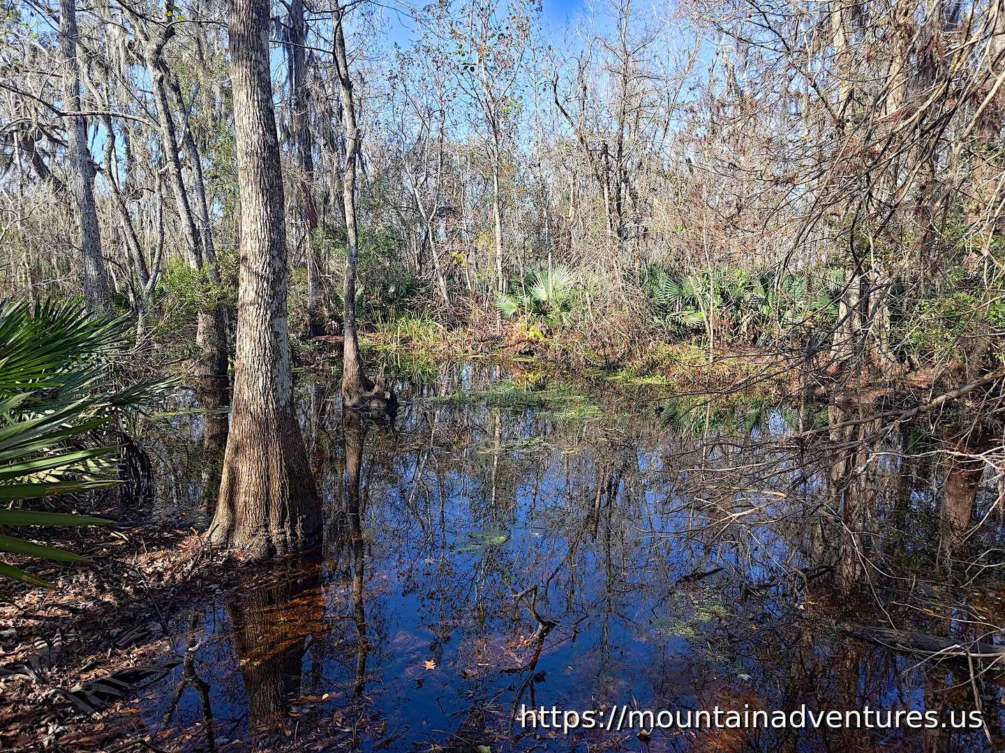Another Area of Water and Trees