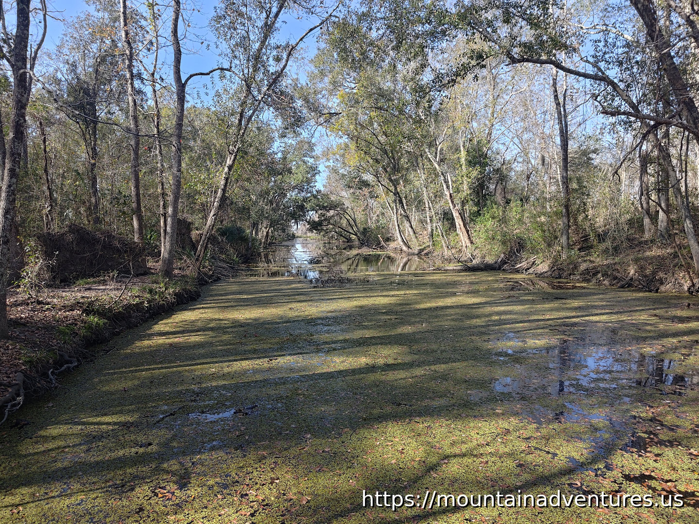 Straight Waterway with Overhanging Trees