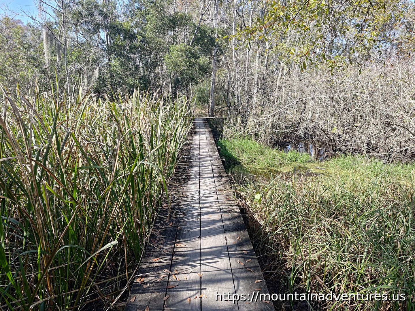 Boardwalk Through Tall Grass Going Into Trees