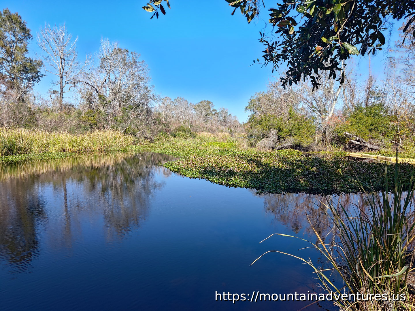 Open  Water with Reflection of the Trees and Plants