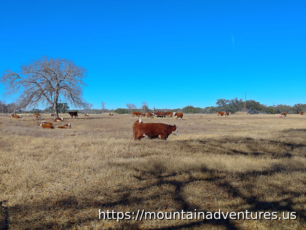 Cow Herd in a Field with a Few Trees