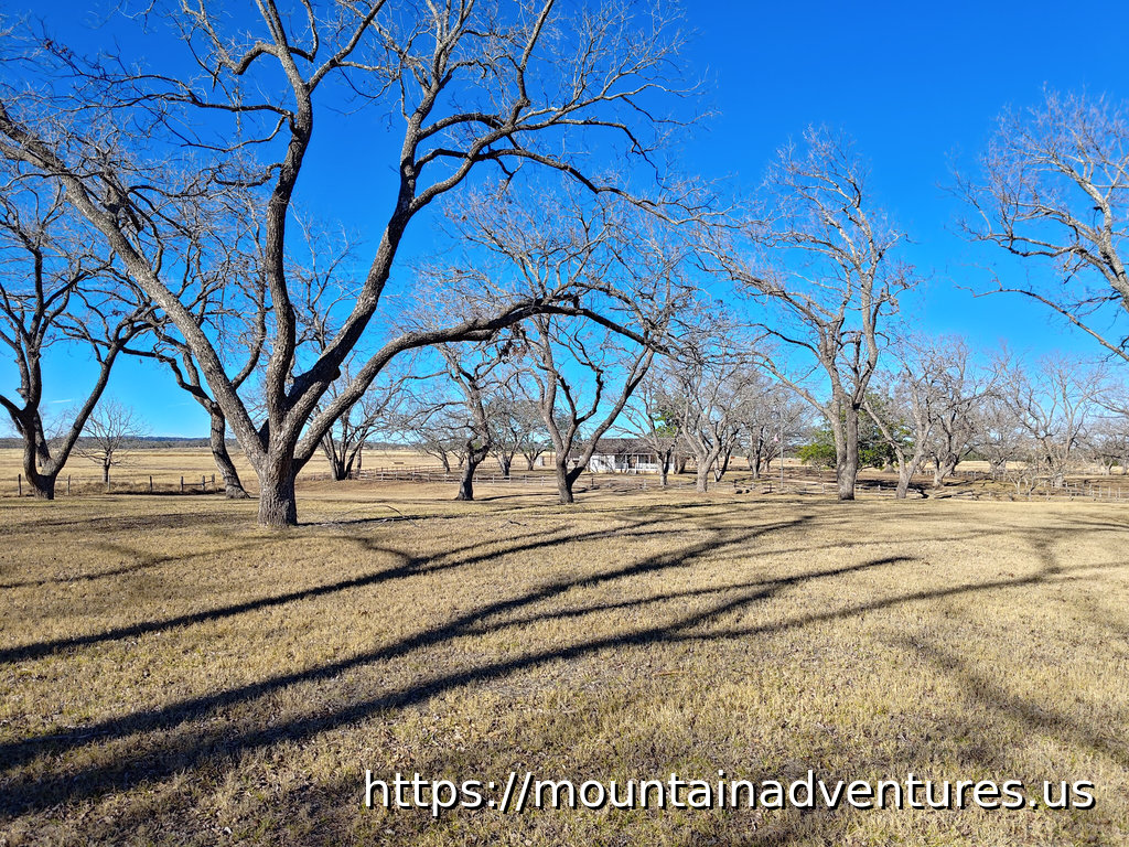 Forest with No Leaves Near the Birthplace House
