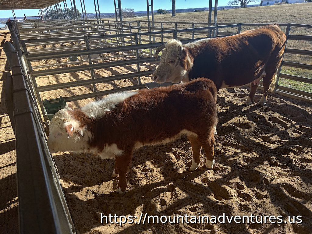 Two Cows in a Covered Pen