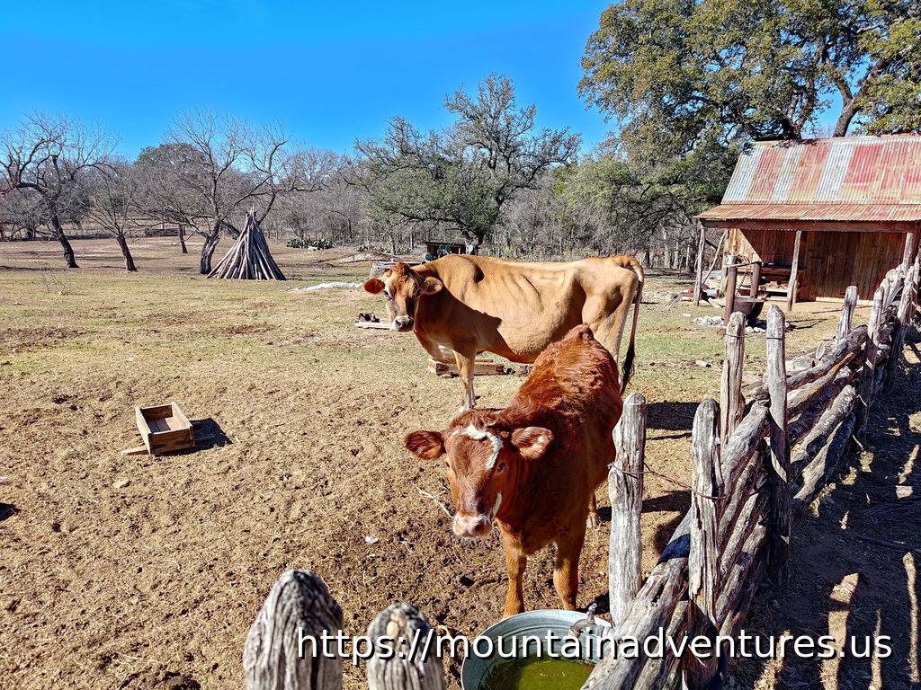 Lyndon B Johnson SP, Texas - Sauer-Beckmann Living Farm - Cows