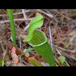 Pitcher Plant Closeup