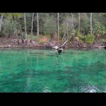 Blue Spring SP - Manatees in the Spring Run