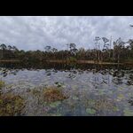Dunns Creek SP - 34 Blue Pond Area