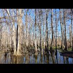 Cypress Tree Swamp Along the Road
