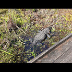 Alligator Next to the Boardwalk